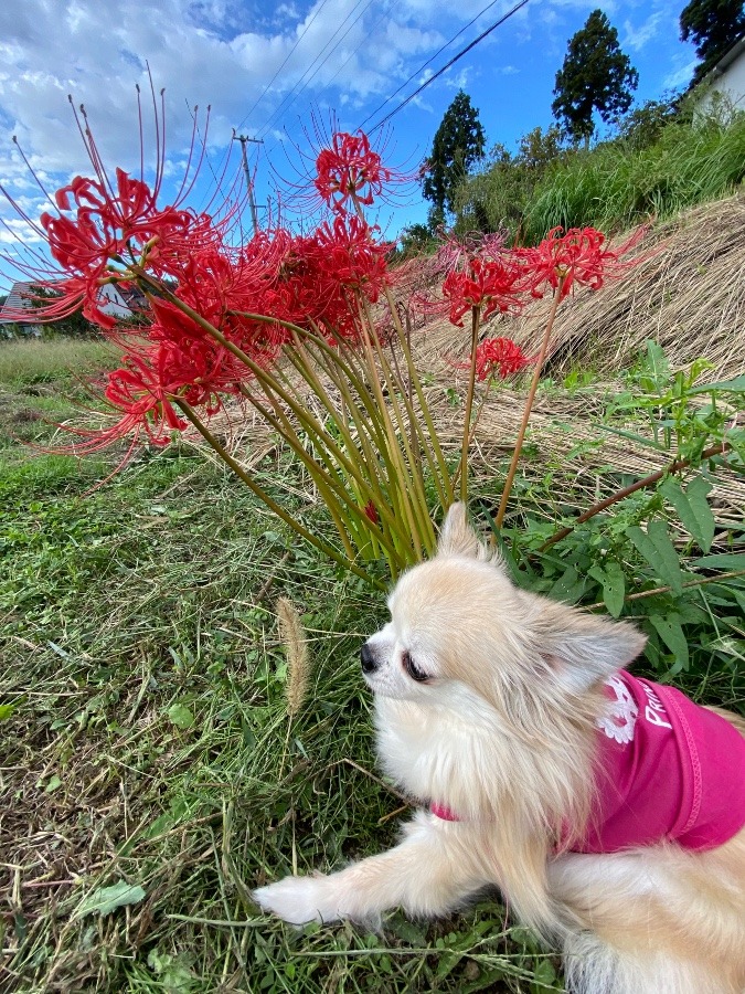 “Cocoa”と彼岸花💓