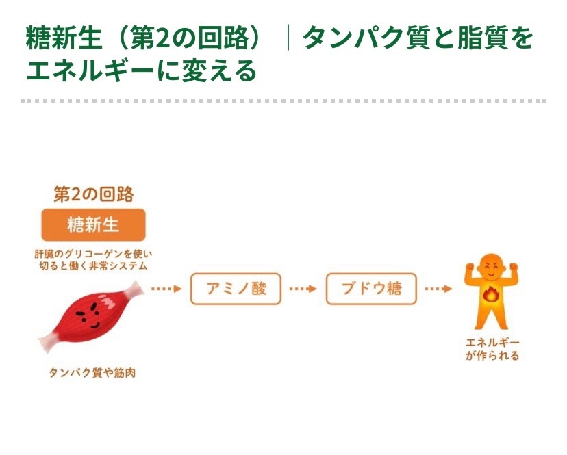 ✨ケトン体✨第二の回路