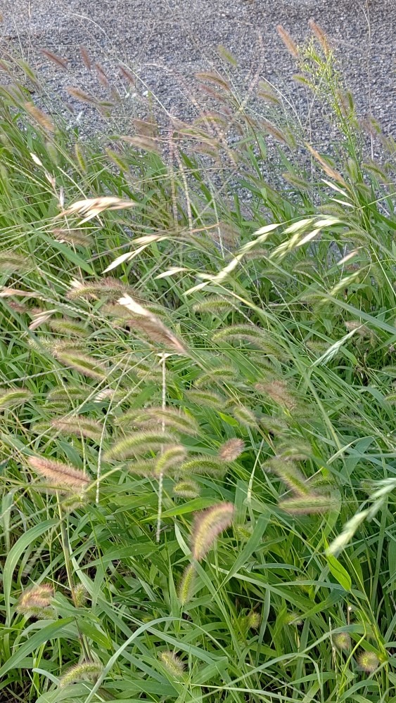 秋の野の草🍁