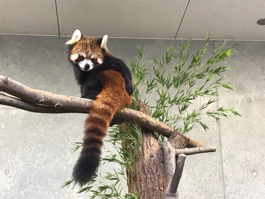 レッサーパンダのあんこちゃん❣️