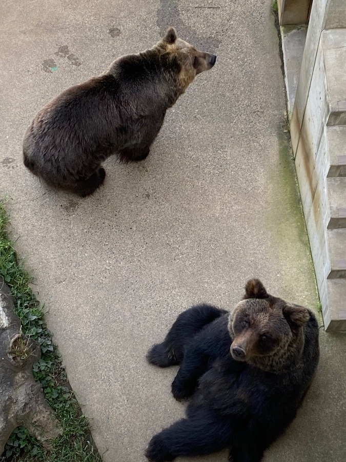 エゾヒグマ🐻