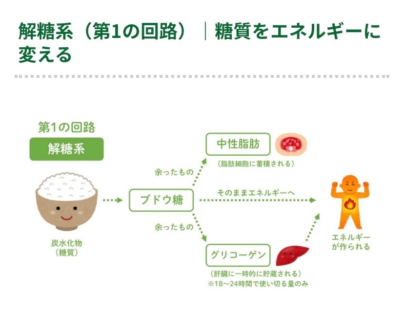 ✨ケトン体✨第一の回路