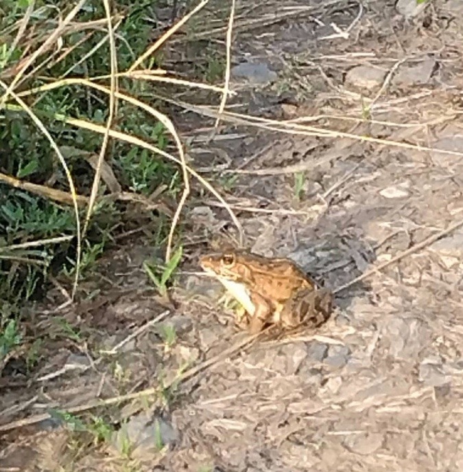 カエルくんにも会ったよ(ᵔᴥᵔ)