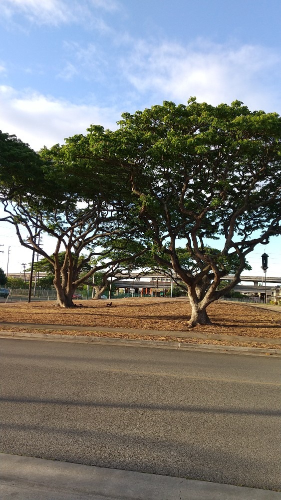 ハワイの木です