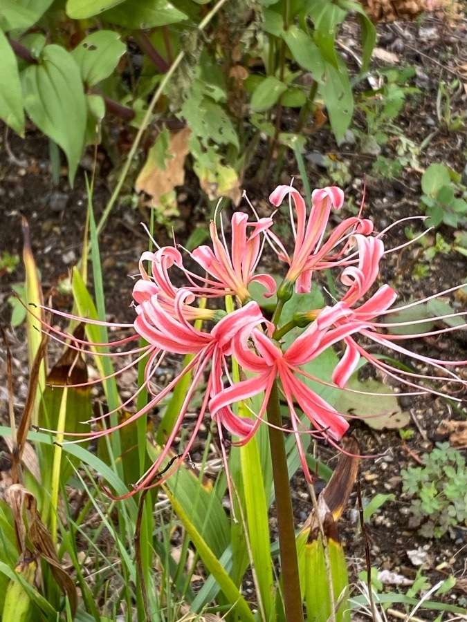 花🌸🌸🌸