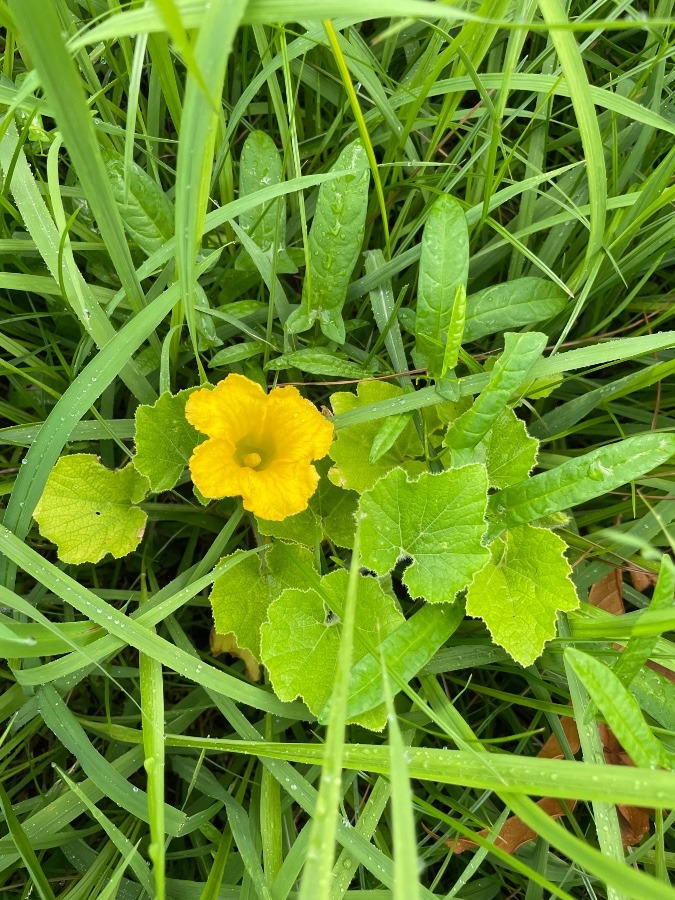 かぼちゃの花