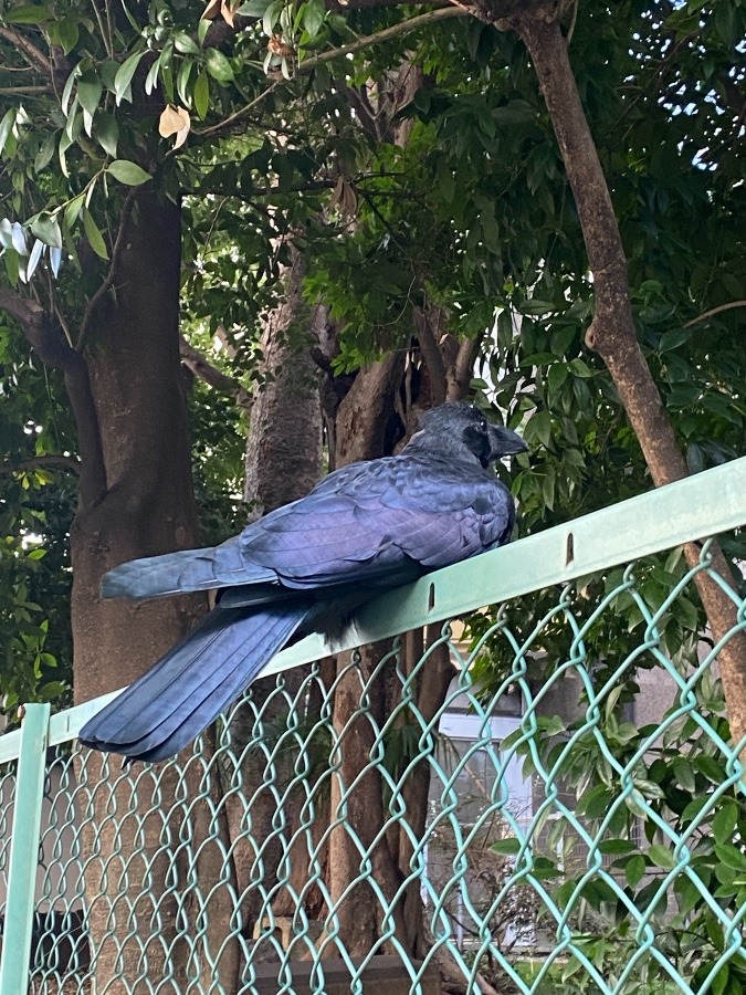 動かないカラス