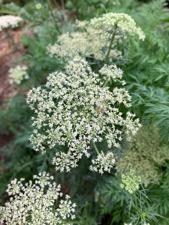 秋を感じる花