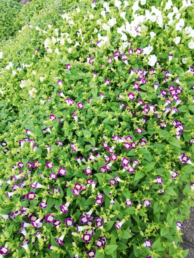 🌻花🌷