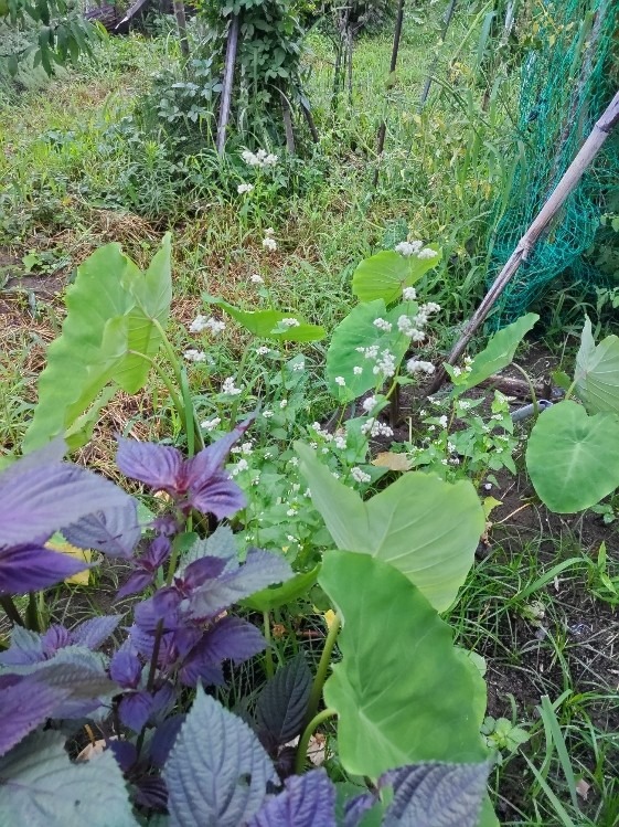 蕎麦の花・実