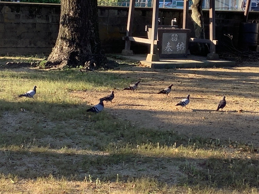 逃げる鳩🐦たち