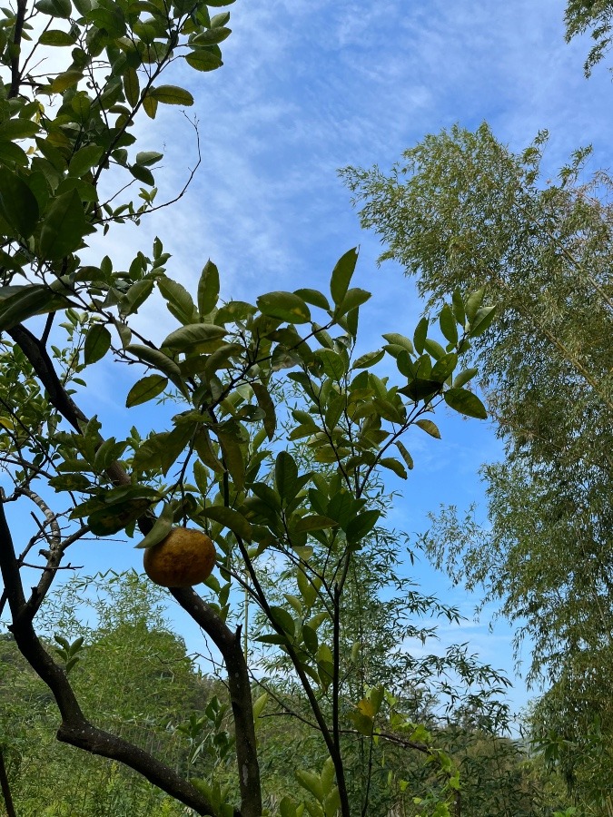 すずやかに。孤高の日向夏。