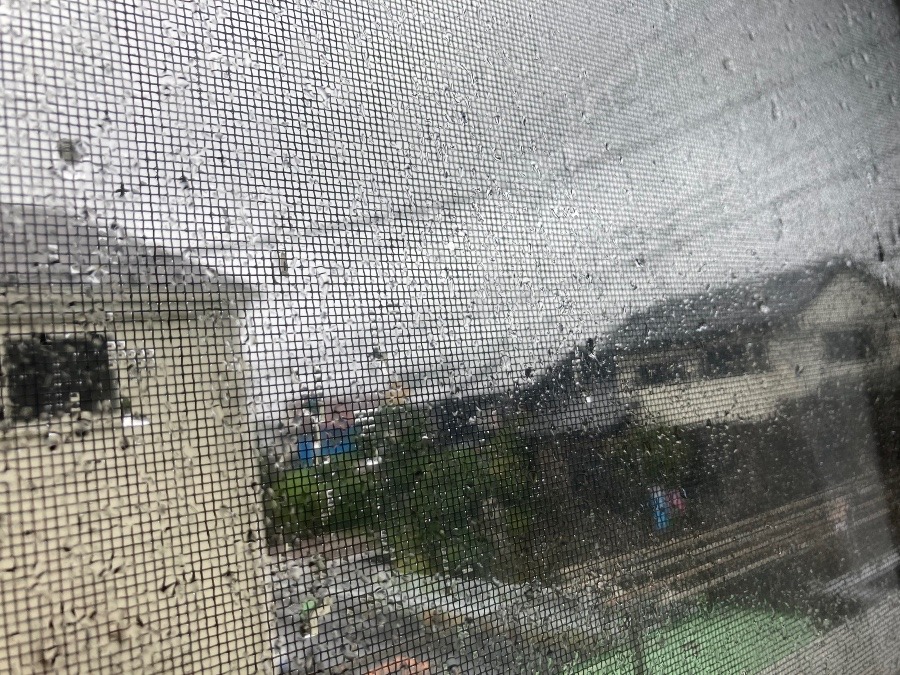 朝から雨…。