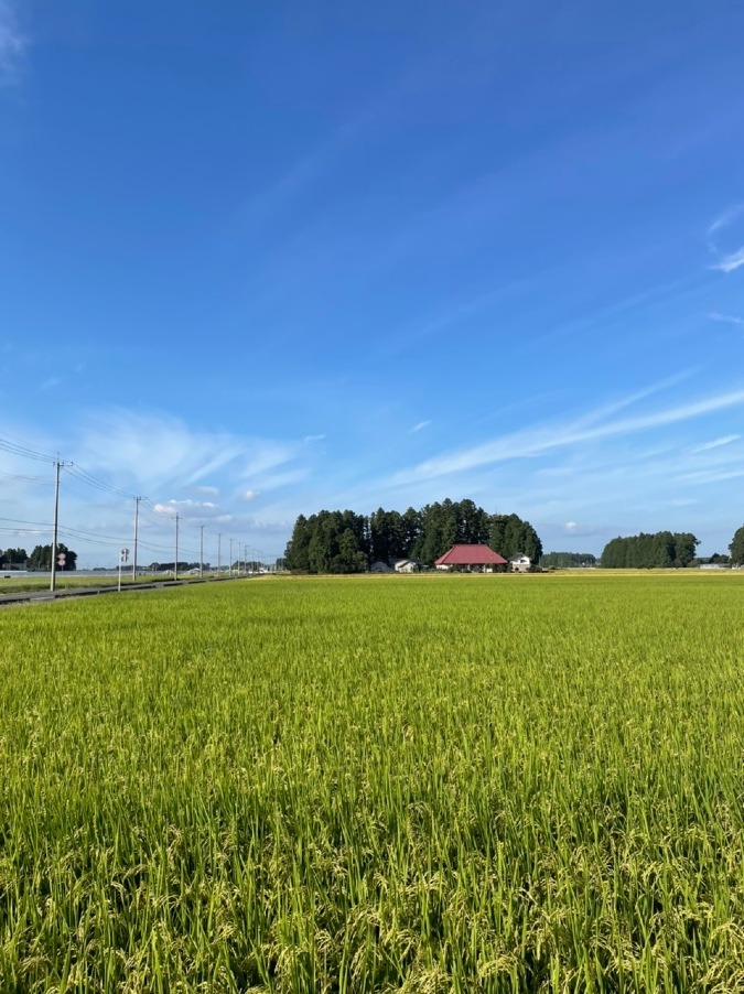 こちらの田んぼはまだ青い