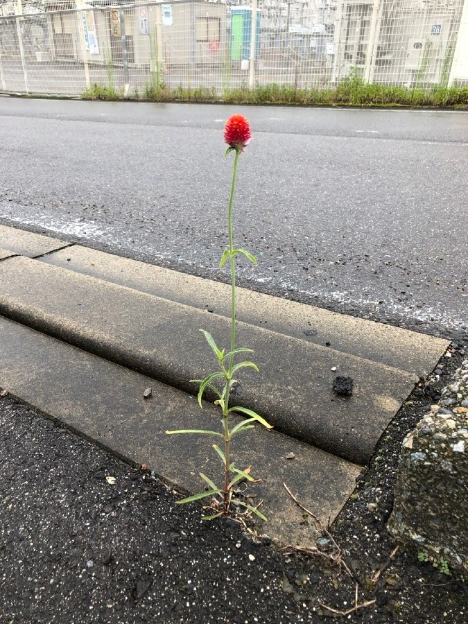 🌹ど根性‼️