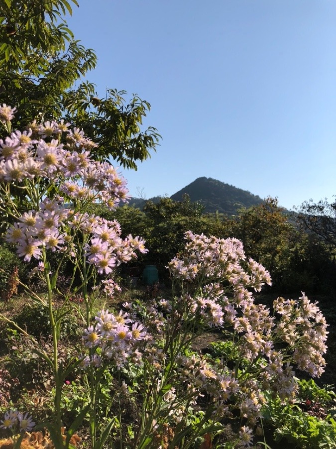 ⛰も映える🌸