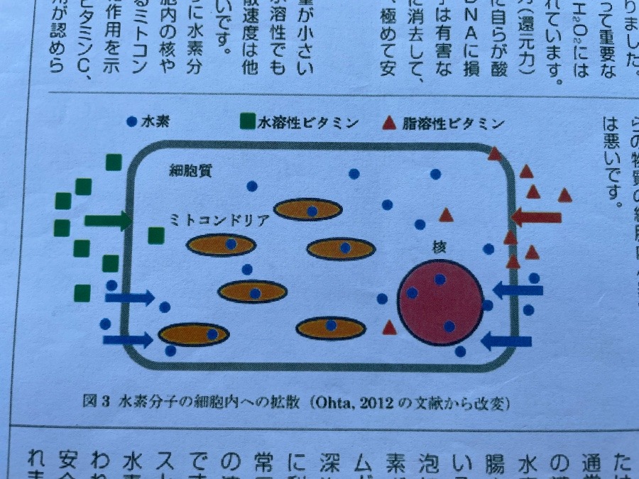 水素分子(H2)の細胞内動態❗️