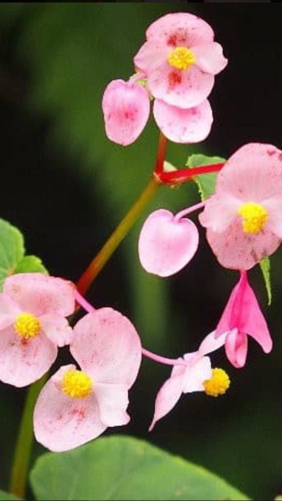 シュウカイドウ(秋海棠)