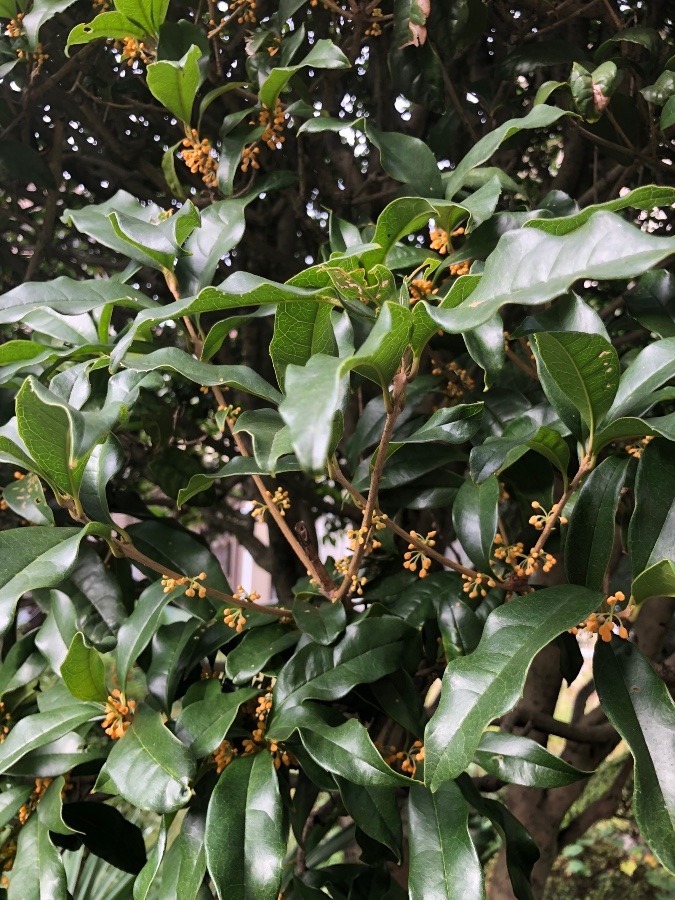 風にのつて〜🌼🎶