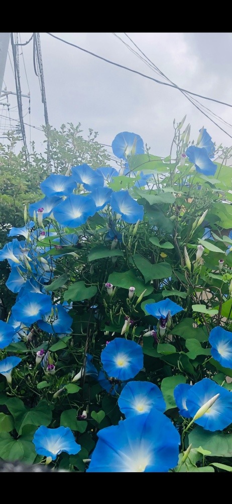 大きなあさがお☘️