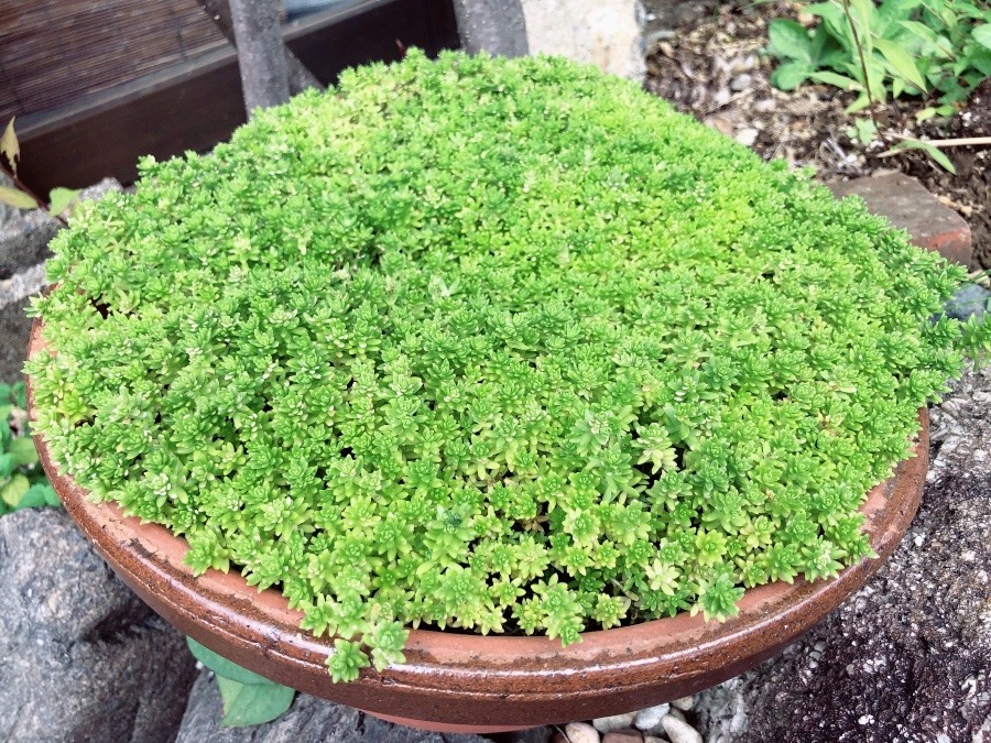 苔と間違われるけど…