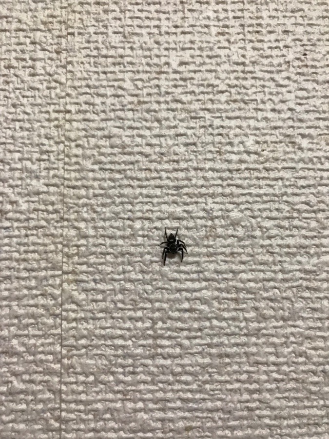 玄関でお出迎え！🕷