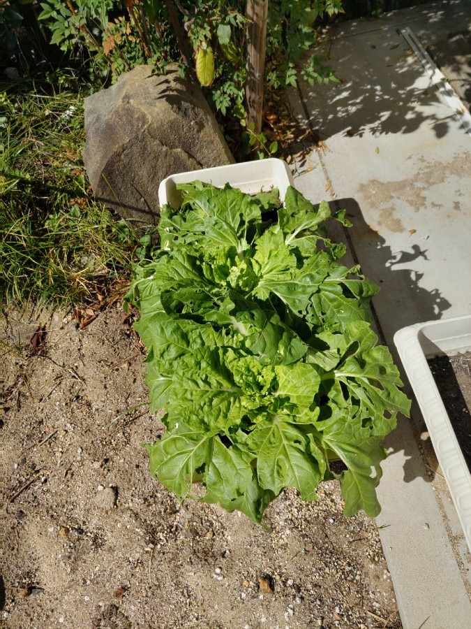 食べないうちに青虫に捧げちゃいそう(笑)