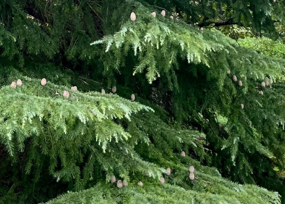 君だったのね🌲