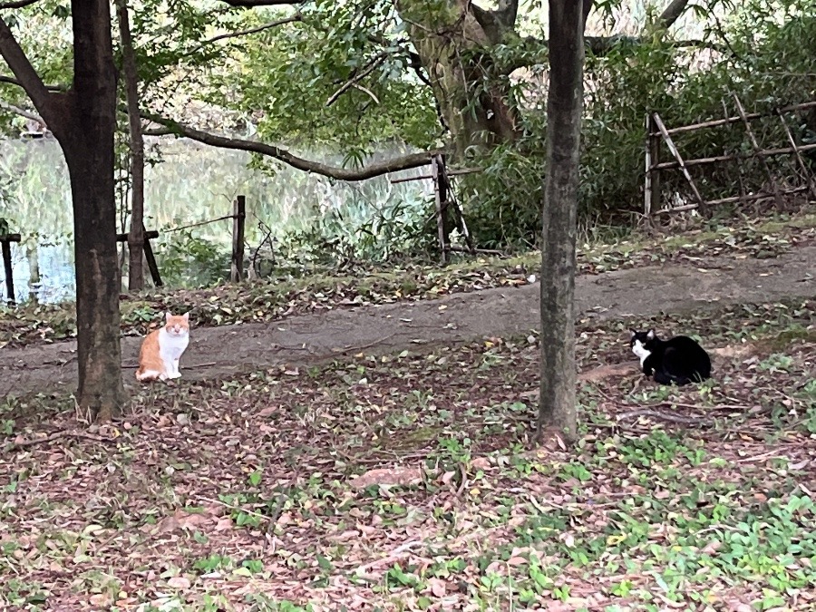 【茶白と黒白】