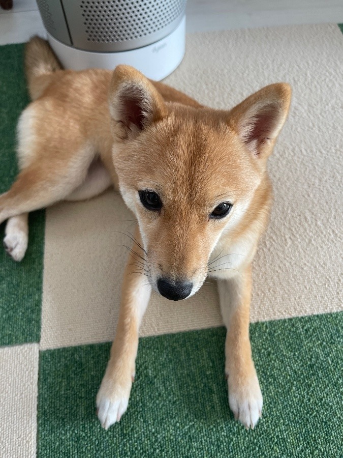 サプリは愛犬にも適量で