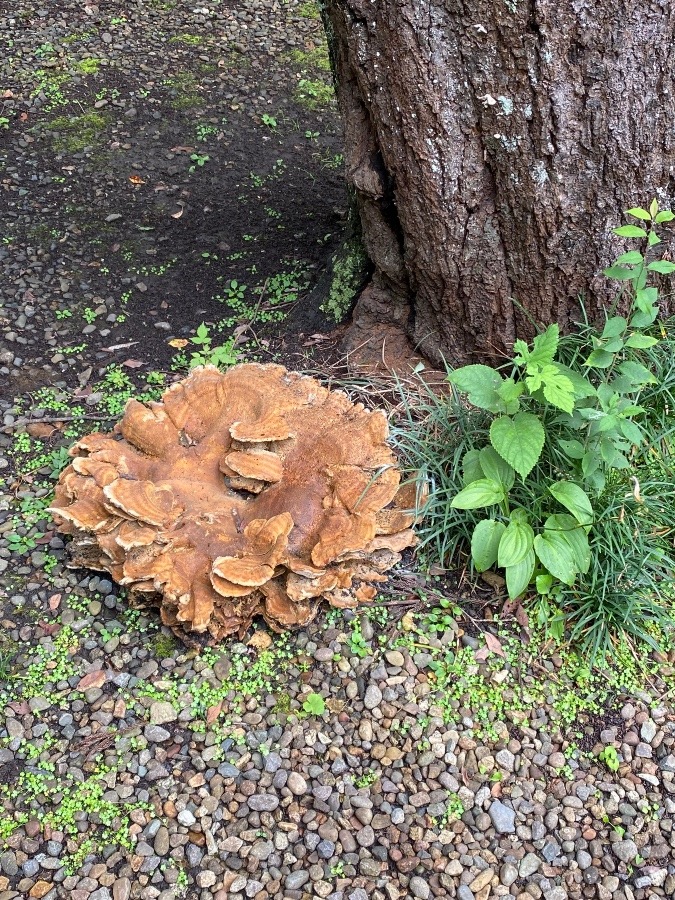でかーーー🍄🍄🍄