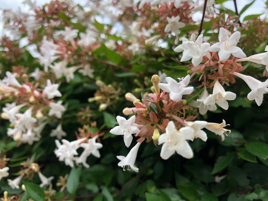 生垣になる可愛いお花😀