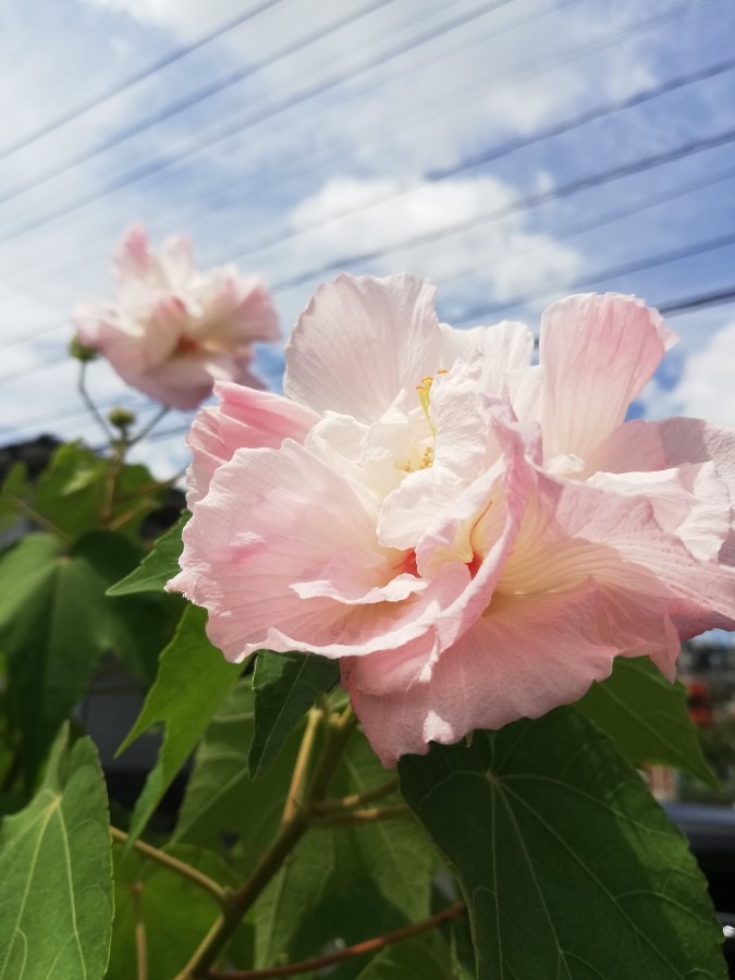 🌺花好き☘️