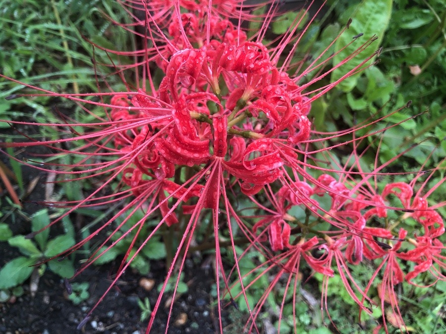 土手に咲く彼岸花🌺🌺