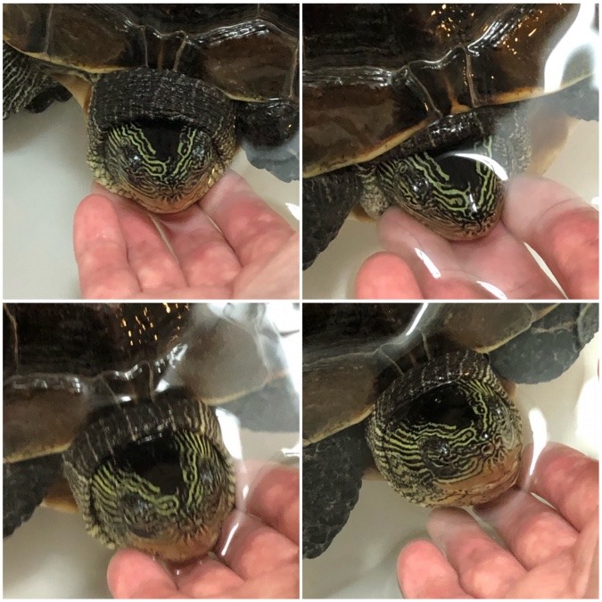 亀吉のおそよう