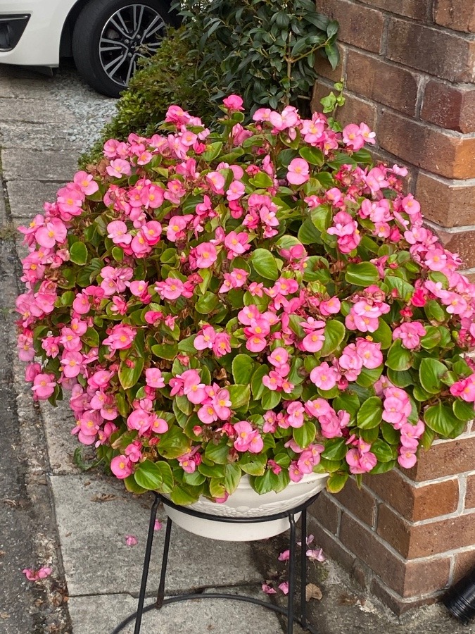 花🌸🌸🌸