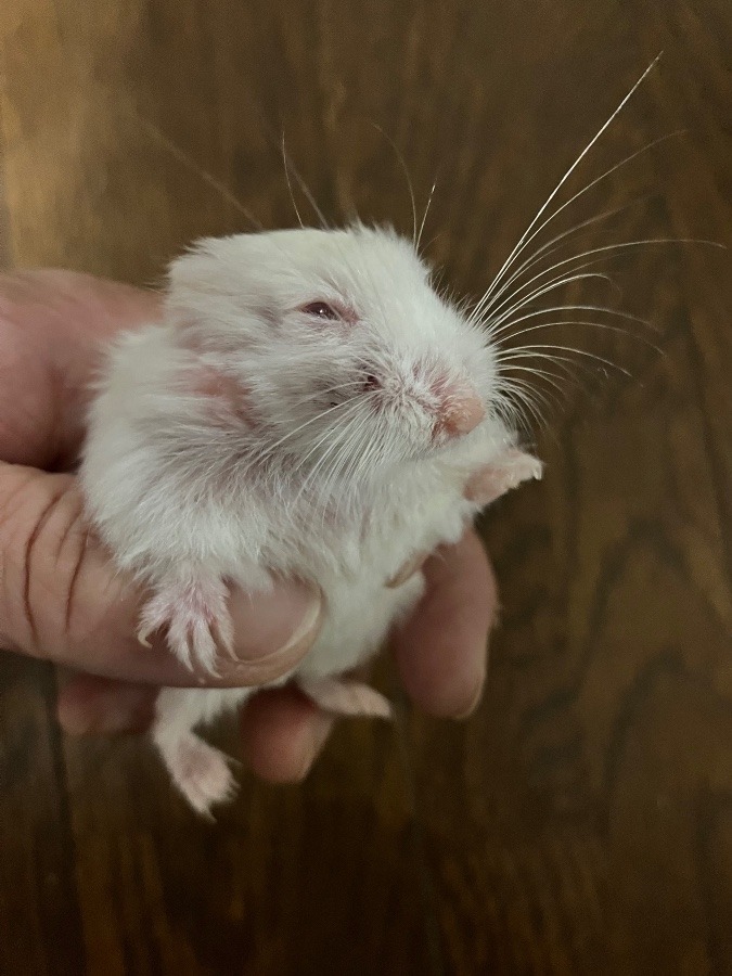 やっぱり、すこいぞ！ワンちゃんサプリ！