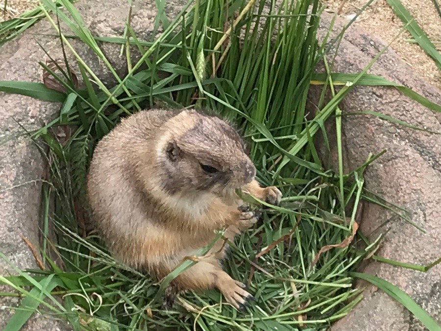 動物園のプレーリードッグ❣️