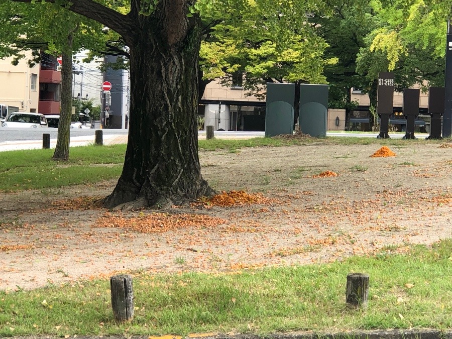 銀杏の山❣️