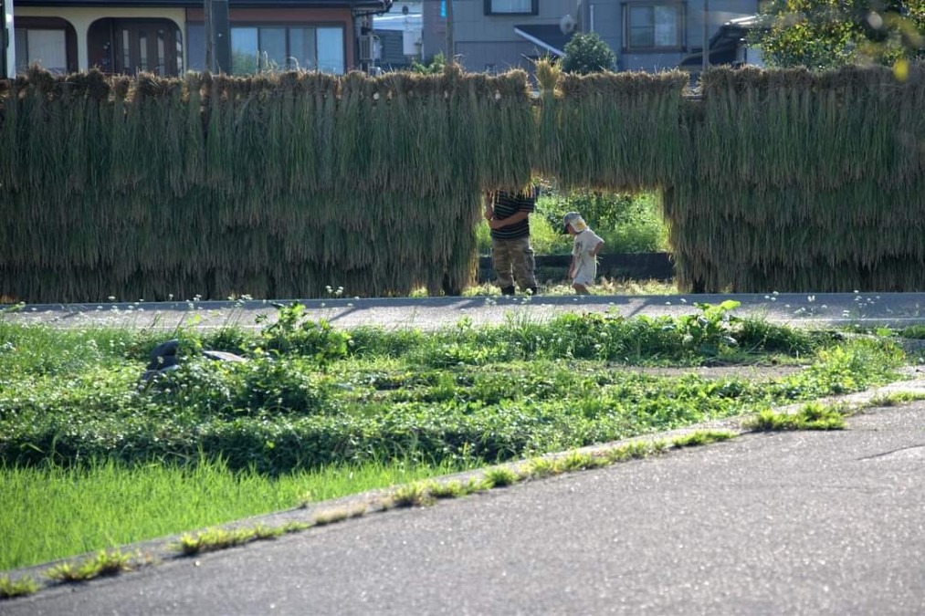 はさ掛け米