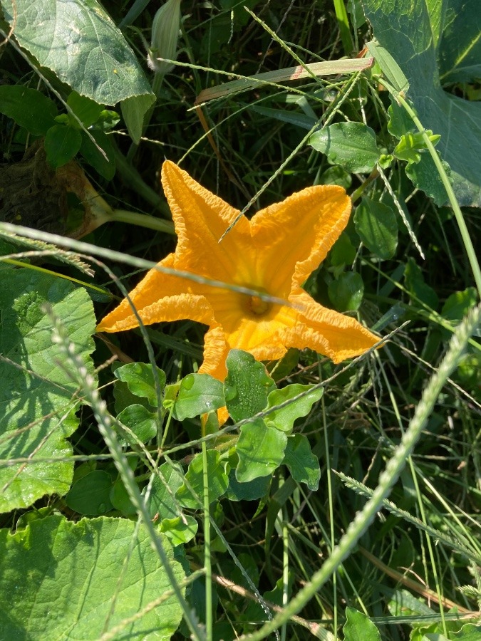 かぼちゃの花