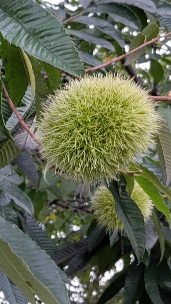 寺のくり🌰