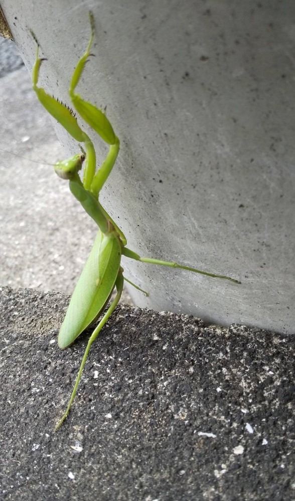 カマキリ