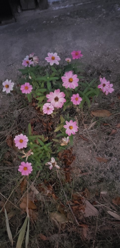 暗がりで見つけたお花💕