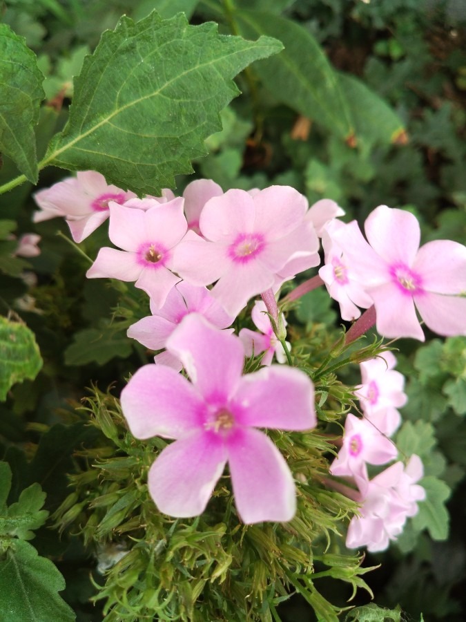 お花です！