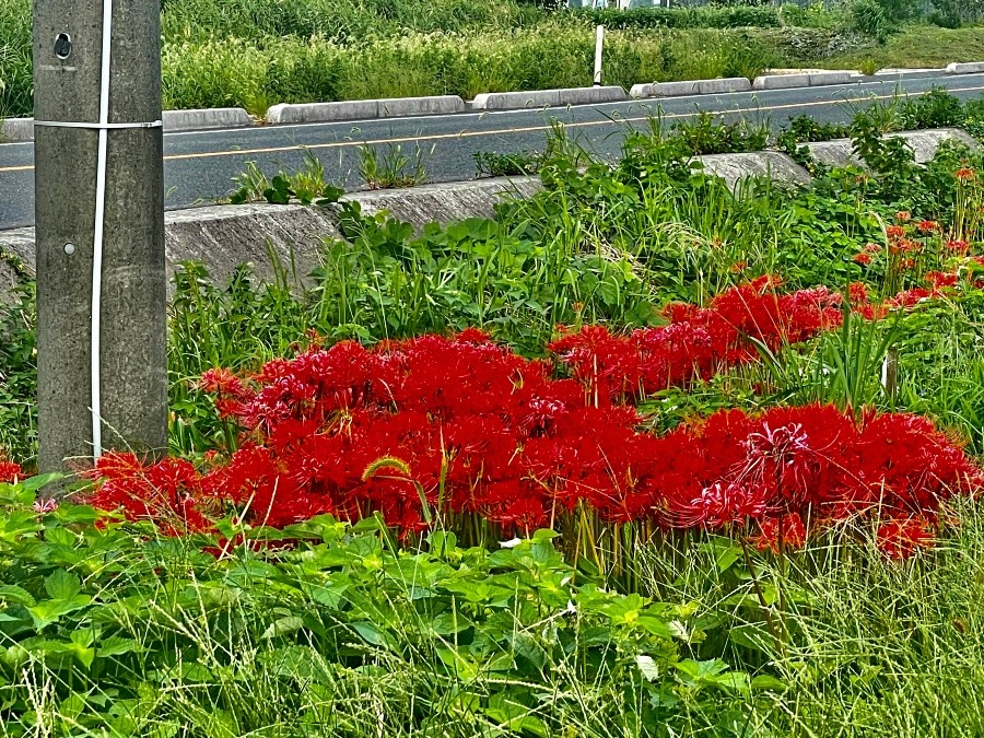 彼岸花