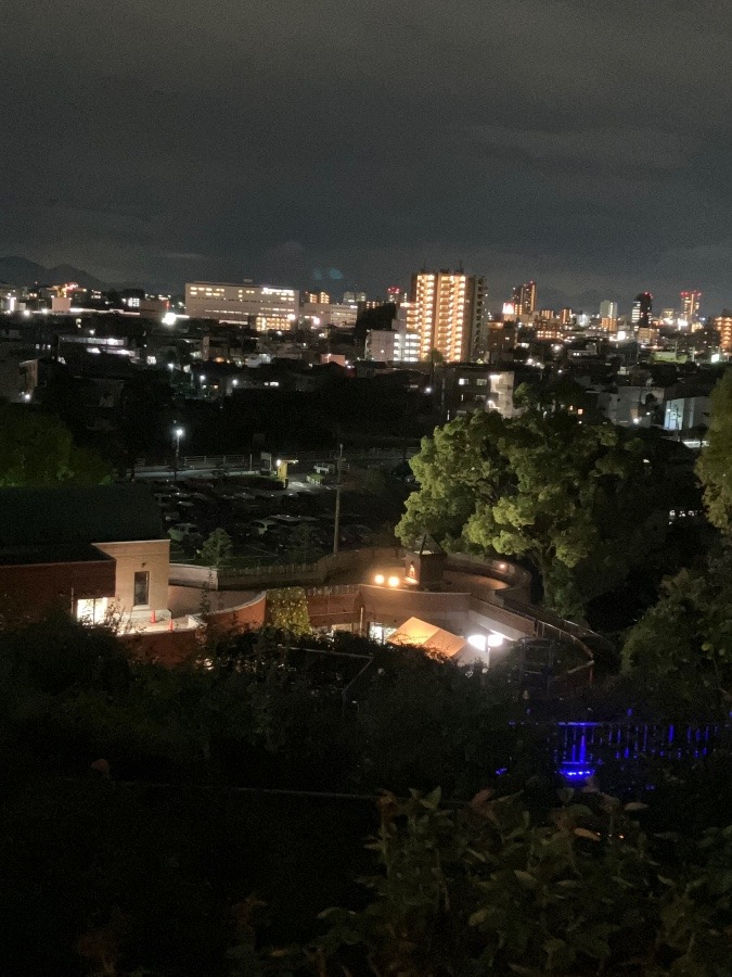 半田山植物園からの夜景✨