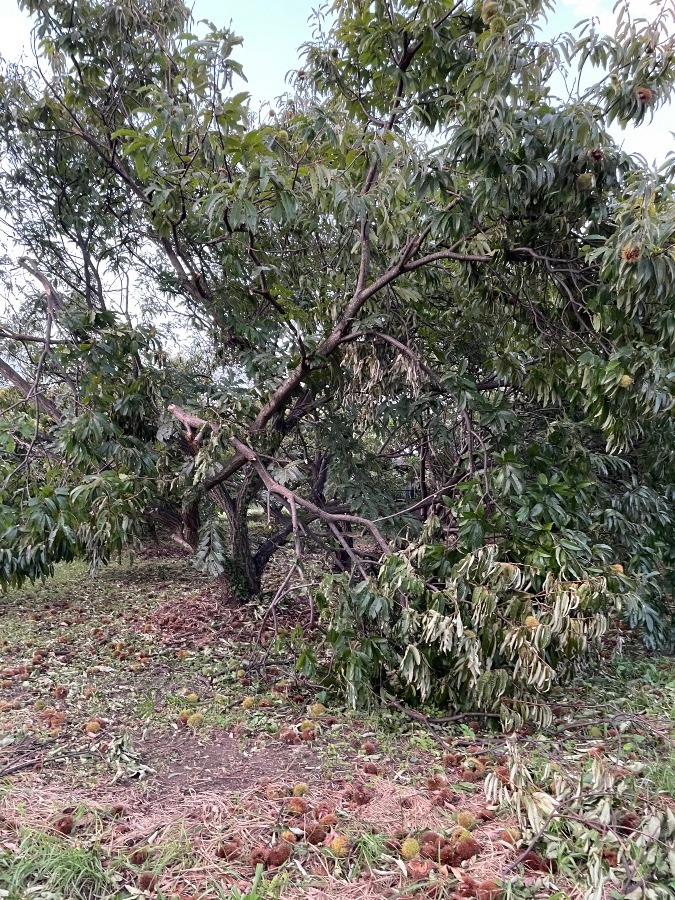 台風の被害