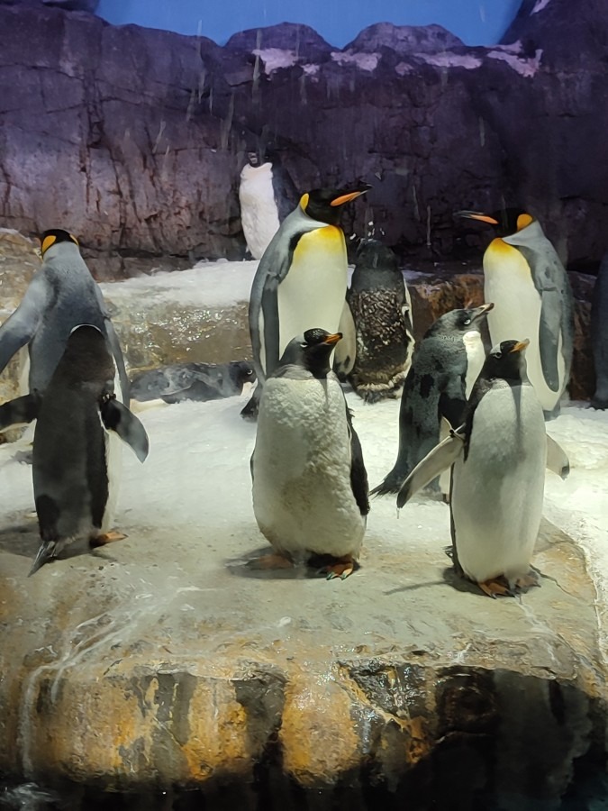 ペンギン🐧沢山です(ﾟ∀ﾟ)