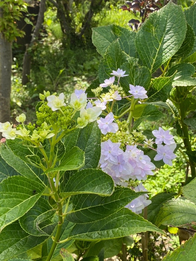 紫陽花🌸🌸🌸